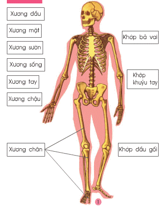Tự nhiên và Xã hội lớp 2 Bài 2 : Bộ xương | Hay nhất Giải bài tập Tự nhiên và Xã hội 2